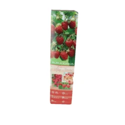 Fruit Shrub